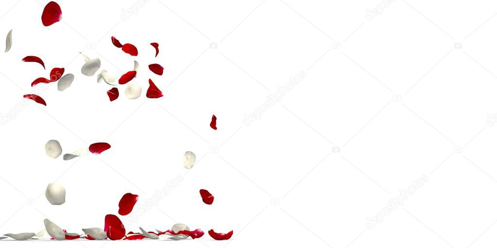 Red and white rose petals fly from the side and fall to the floor. On the right is a free space for your design. Valentine's Day. Postcard. Calendar. Isolated white background