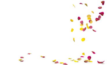 Kırmızı kurdeleli gül yaprakları ve sarı yapraklar yere düşer. İzole edilmiş beyaz arkaplan