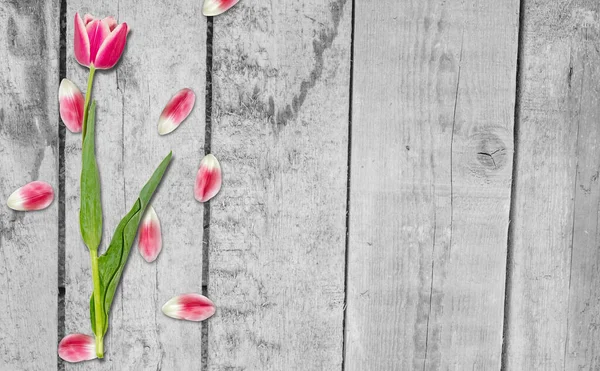 Auf Den Brettern Liegt Eine Tulpe Mit Verstreuten Blütenblättern Auf — Stockfoto