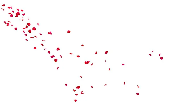 Petali Rosa Volano Sfondo Bianco Isolato Formato Banner Preparazione Fiore — Foto Stock