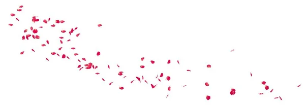 Rosenbladen Flyger Förbi Isolerad Vit Bakgrund Banner Format Festlig Blomsterberedning — Stockfoto