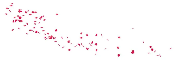 Pétalas Rosa Voam Fundo Branco Isolado Formato Banner Preparação Flor Fotografia De Stock