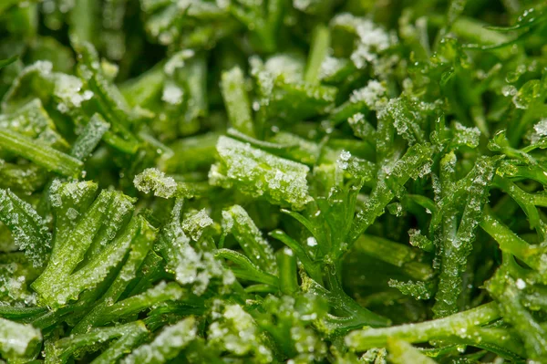 Cutting frozen fresh dill — Stock Photo, Image