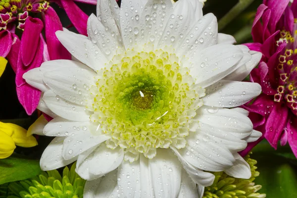 Chrysanthème blanc gros plan — Photo
