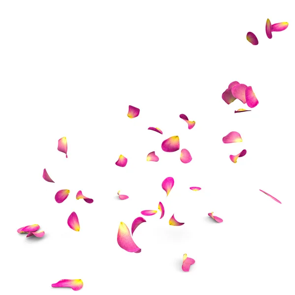 Rose petals fall to the floor — Stock Photo, Image