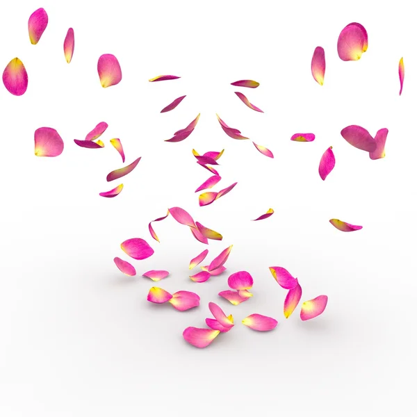 Rose petals on isolated background — Stock Photo, Image