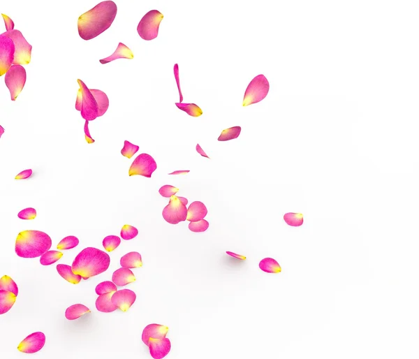 Rose petals fall to the floor — Stock Photo, Image