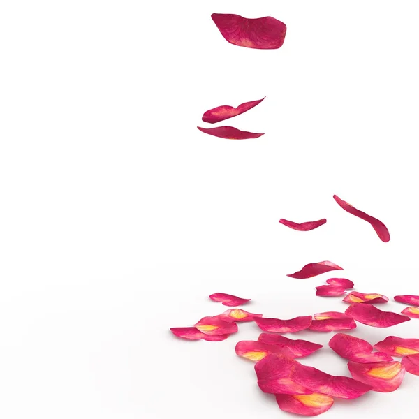 Petals of roses fall on a floor — Stock Photo, Image