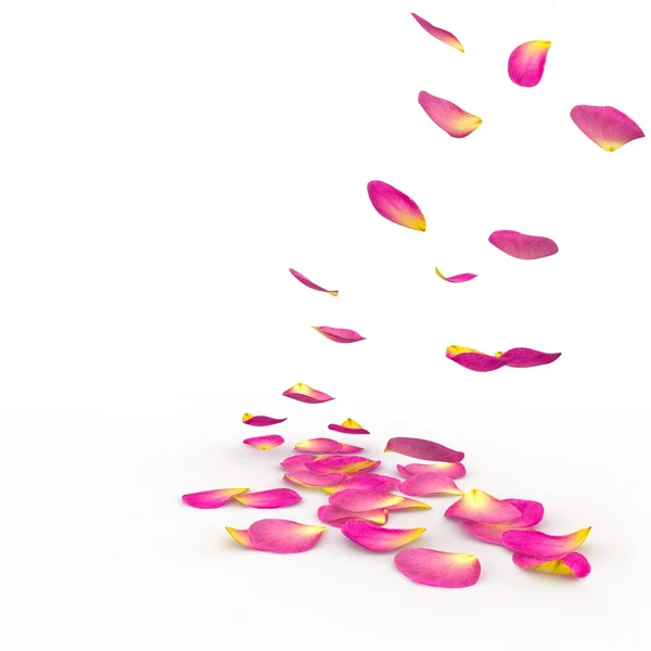 Petals of roses fall on a floor — Stock Photo, Image