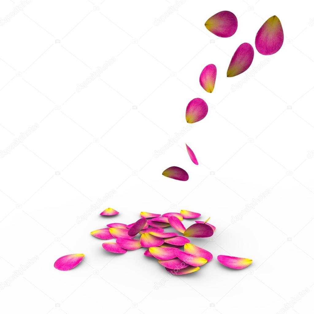 Rose petals on isolated background