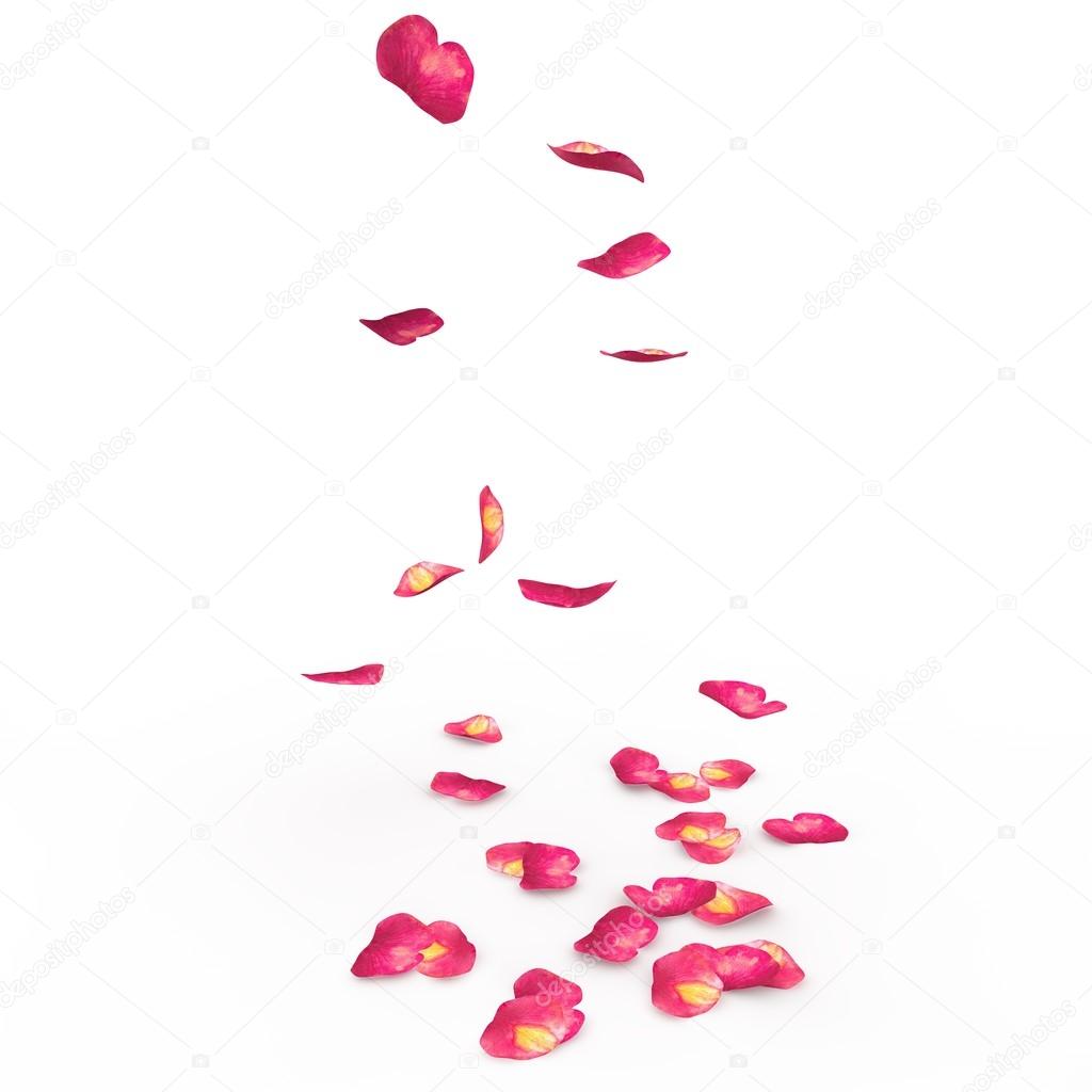 Petals of roses fall on a floor