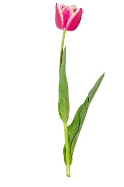 İzole arka plan üzerinde kırmızı lale