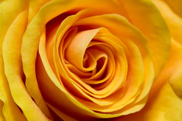 Žlutá růže detail — Stock fotografie