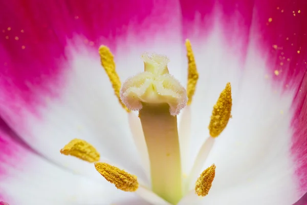 Tulpe im Makromaßstab — Stockfoto