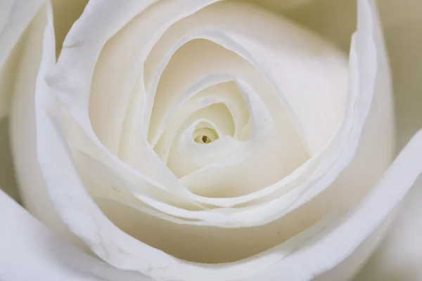 White rose closeup — Stock Photo, Image