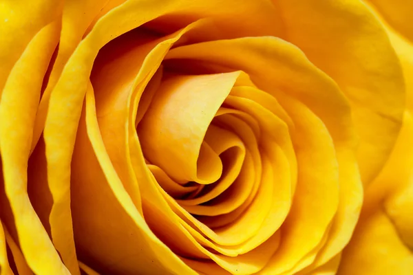 Rose jaune gros plan — Photo