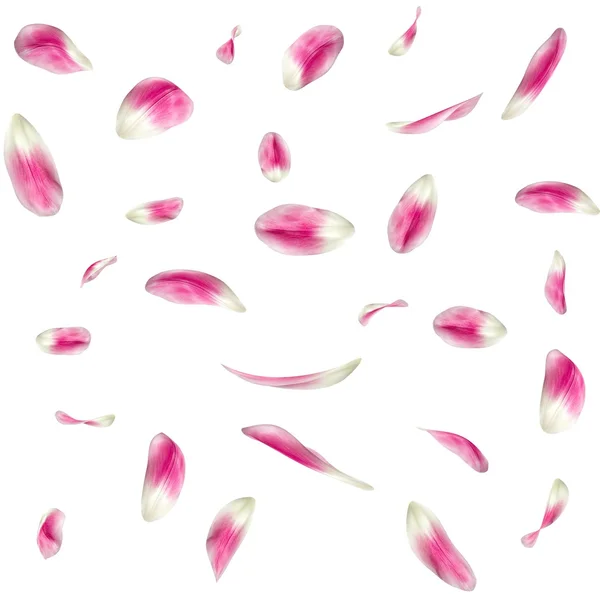 La textura de los pétalos de un tulipán. Renderizado 3D —  Fotos de Stock