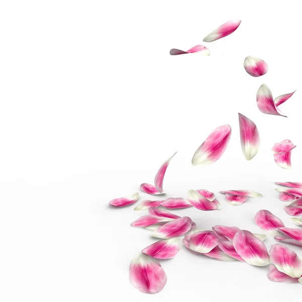 Tulip petals fall to the floor — Stock Photo, Image