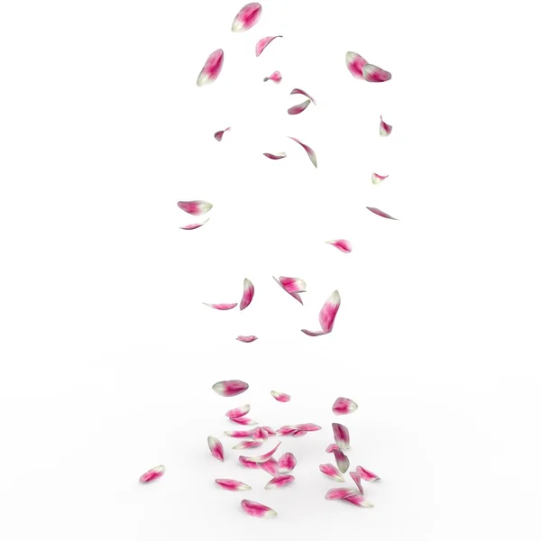 郁金香花瓣掉在地上 — 图库照片