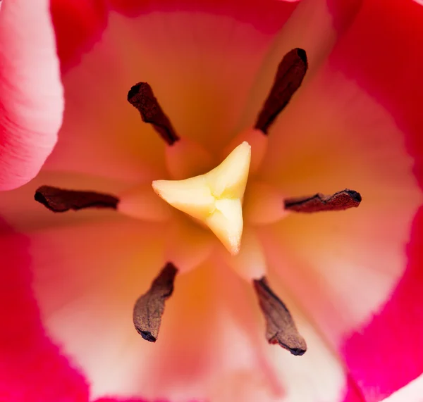 Red tulip in macro scale — Stock Photo, Image
