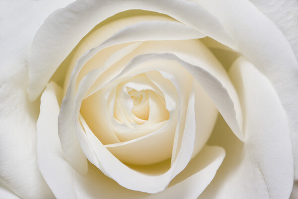 Белая роза в макро масштабе
