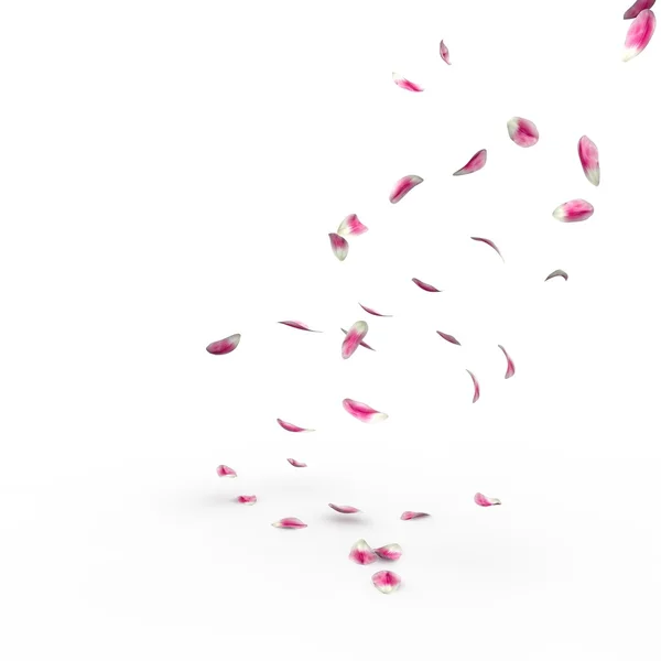 Tulip petals fall to the floor — Stock Photo, Image