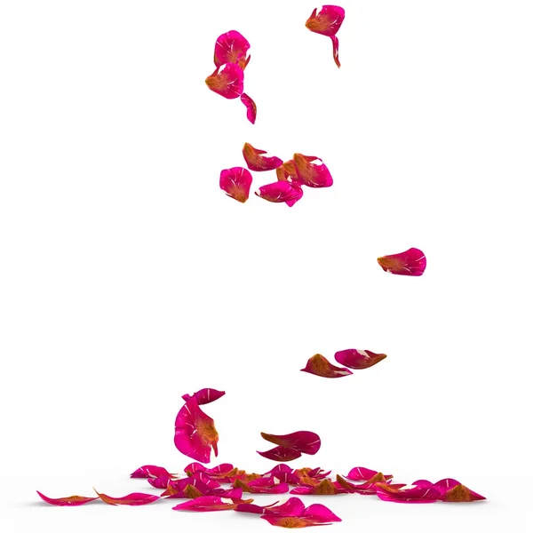 Gül yaprakları benekli yere düşmek