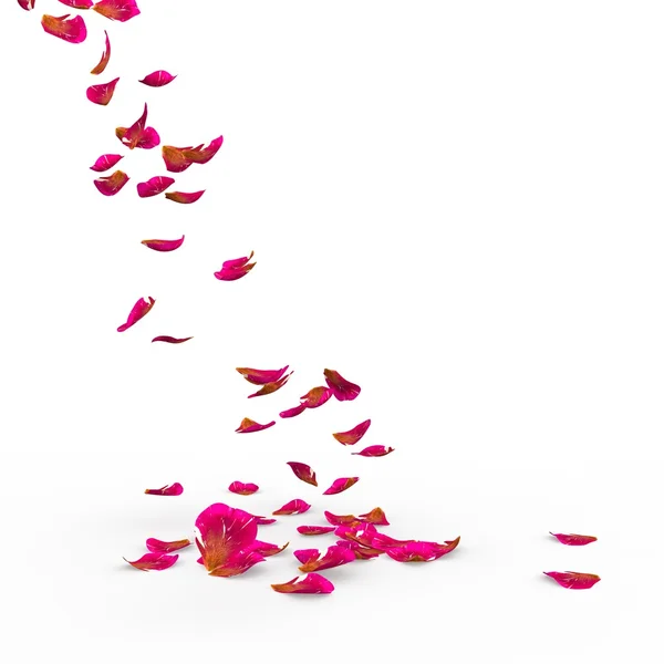 バラの花びらが床に落ちる — ストック写真