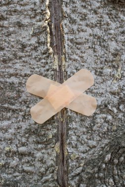 Ahşap yapıştırıcı sıva çatlamak