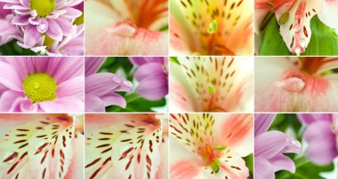 Makro Fotoğraflar geniş bir koleksiyon ölçekli güzel çiçekler