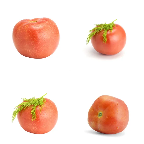 Collecte. Tomate et fenouil sur fond blanc — Photo