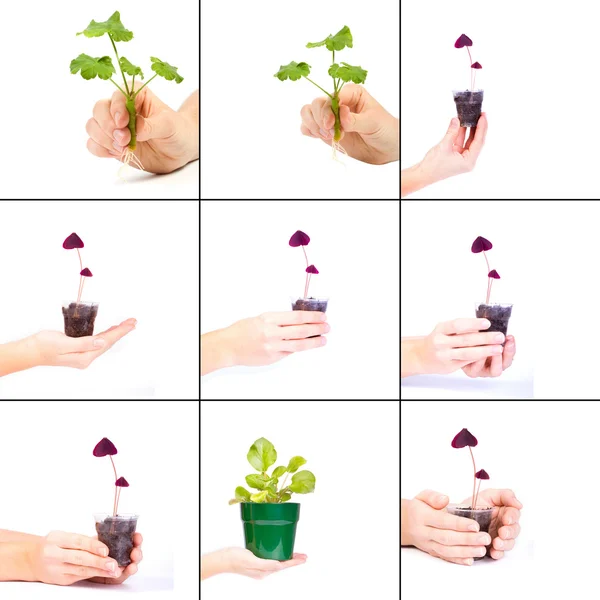 A collection of photo shoots - the hand of a young girl holding a flower — Stock Photo, Image