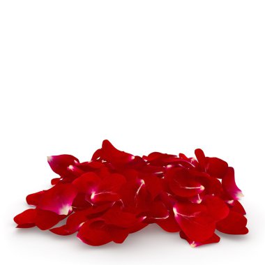 Yerde yatarken yaprakları koyu kırmızı gül