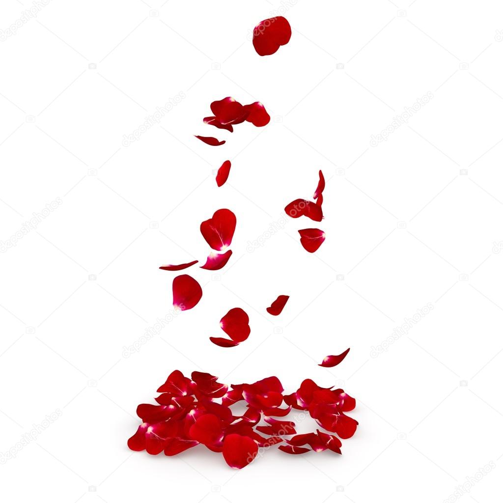 Petals dark red rose flying on the floor