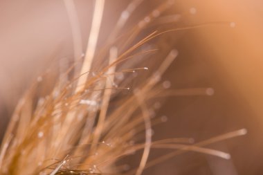 Makro ölçekte ufuk arka plan