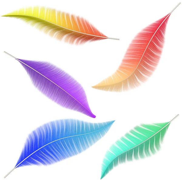 Una colección de plumas de color de las aves —  Fotos de Stock