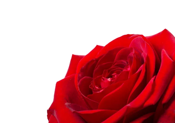 Tmavě červená růže izolované na bílém pozadí — Stock fotografie