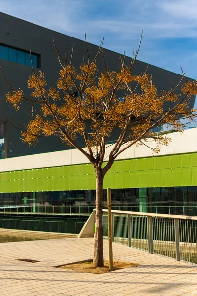 Árbol de otoño contra la fachada del edificio —  Fotos de Stock