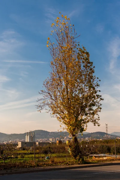 Árbol en el fondo del paisaje urbano — Foto de Stock