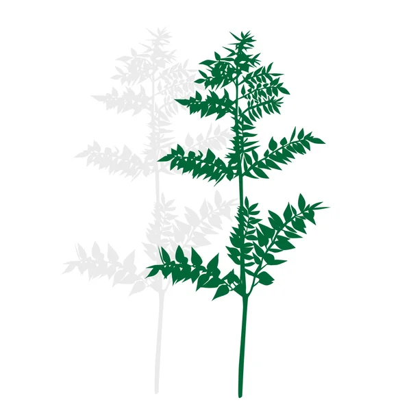 Σιλουέτα του ένα πράσινο φυτό — Φωτογραφία Αρχείου