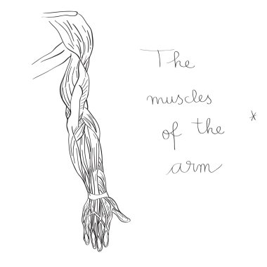 human arm muscles  clipart