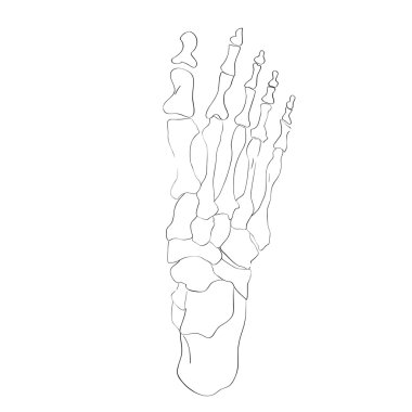 above view foot bone clipart