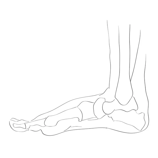 Interne laterale weergave voet botten — Stockfoto