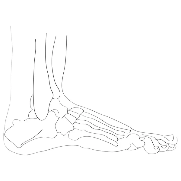 Yan görünümü ayak kemikleri — Stok fotoğraf