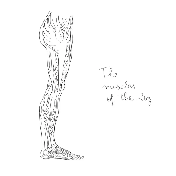 腿部的肌肉侧 — 图库照片