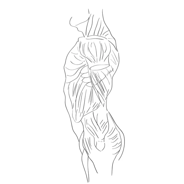 Boczne mięśnie tułowia — Zdjęcie stockowe