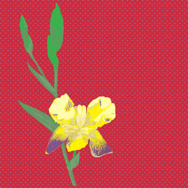 Målade iris kort — Stockfoto