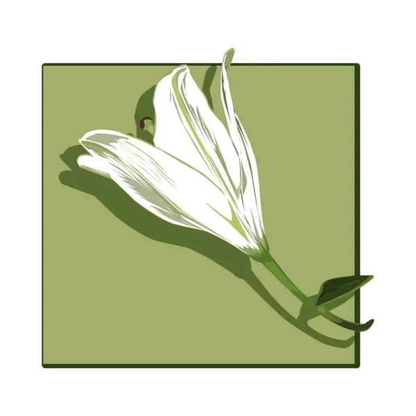 Профиль лилии — стоковое фото