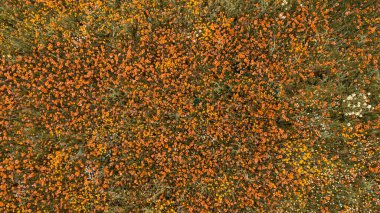 Sarı çiçekli bahar çimeni dokusu, tarlanın üst manzarası.