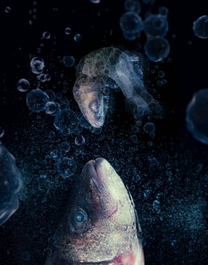 3 boyutlu illüstrasyon. Suda birbirine karşı iki balık..